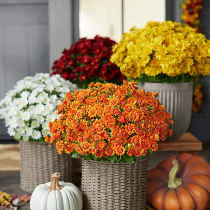 Artificial Outdoor Sunset Mums Flowers