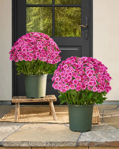 Artificial Outdoor Sunset Mums Flowers