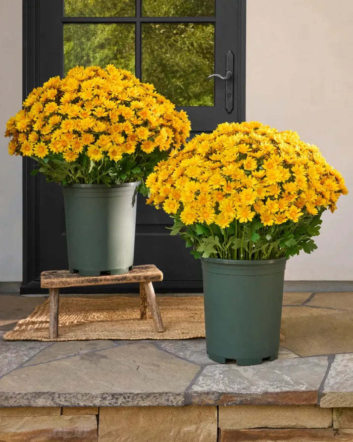 Artificial Outdoor Sunset Mums Flowers