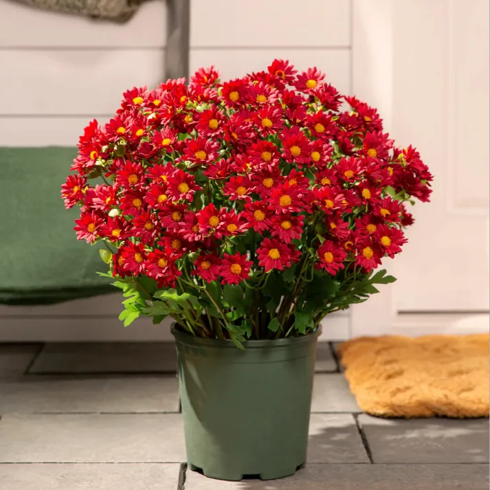 Artificial Outdoor Sunset Mums Flowers